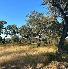 Consulta Publica | Plano de Gesto Florestal ZIF da Ribeira de Lavre